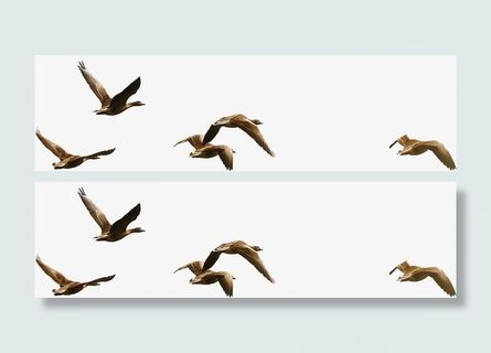 鸟群 飞鸟 大雁  鸟儿免抠