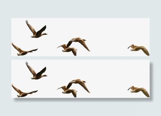 鸟群 飞鸟 大雁  鸟儿免抠