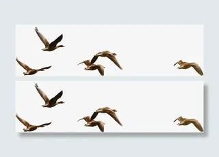 鸟群 飞鸟 大雁  鸟儿免抠