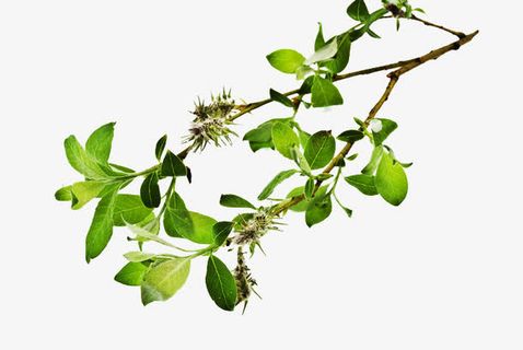 枝叶免抠 枝叶免抠