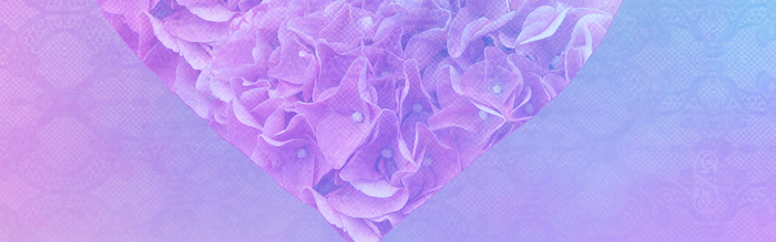 浪漫鲜花,八仙花背景高清