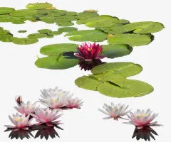 荷花荷叶浮萍免抠