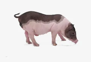 开心的小公猪免抠