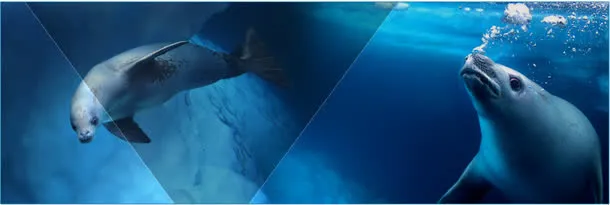 海豚背景海报