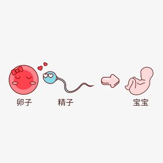 卡通精子和卵子插画免抠