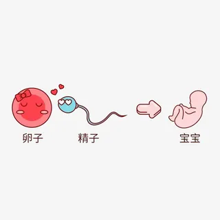 卡通精子和卵子插画免抠