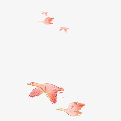 鸟免抠
