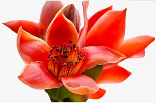 向上盛放的橙色木棉花实物免抠