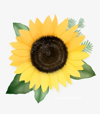 手绘向日葵植物元素图免抠