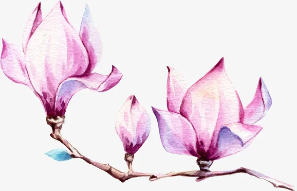 手绘漂亮紫色玉兰花免抠