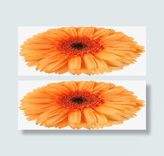 黄色卡通盛开春天花朵免抠