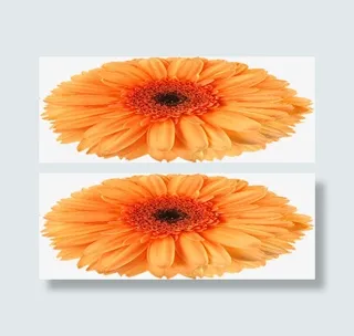 黄色卡通盛开春天花朵免抠