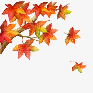 秋季落叶免抠
