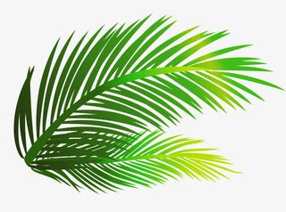 卡通绿色渐变植物树叶免抠