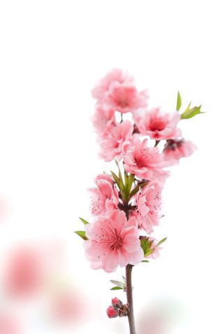 粉色小花清新风格免抠