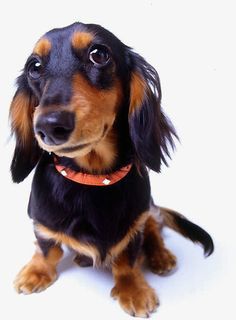 宠物狗 宠物免抠