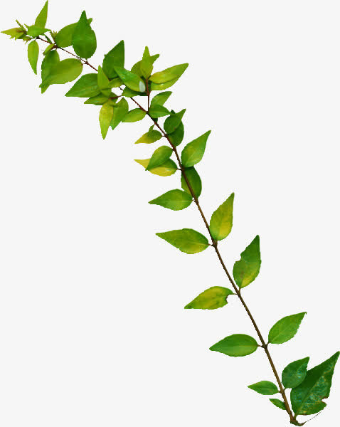 绿色绿叶枝免抠装饰其他装饰图案元素