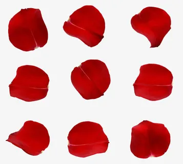 玫瑰花瓣免抠
