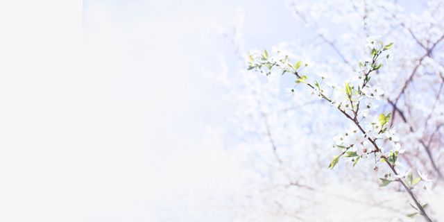 春天 花朵 枝条 梨花 春风免抠