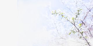 春天 花朵 枝条 梨花 春风免抠