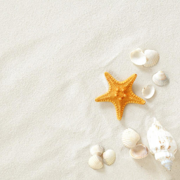 沙滩海星免抠