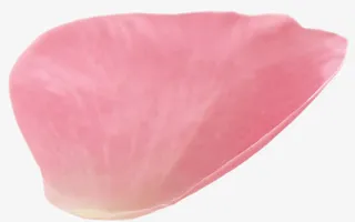 唯美植物花瓣漂浮效果免抠