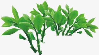 绿色卡通春天春姿树叶免抠