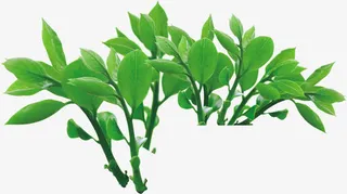 绿色卡通春天春姿树叶免抠