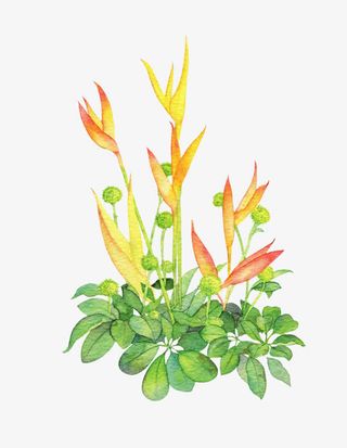 手绘绿叶黄色花朵免抠