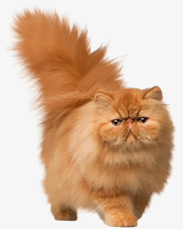 猫波斯猫黄色的猫免抠