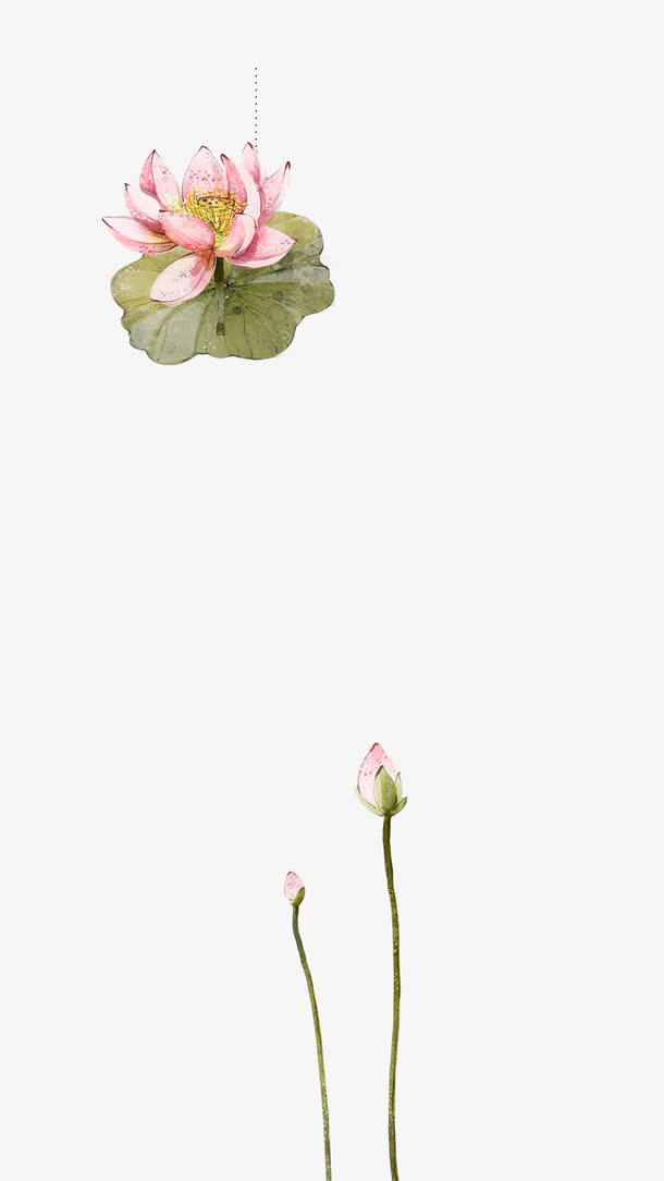 彩绘荷花免抠