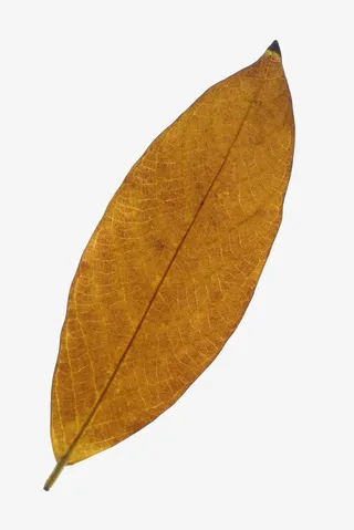 黄色茶叶枯叶免抠