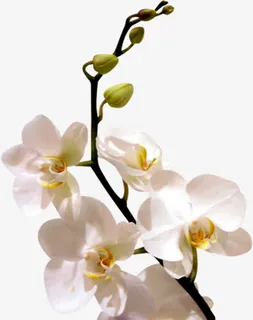 白色兰花花枝免抠