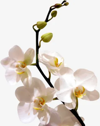 白色兰花花枝免抠