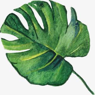 手绘叶子矢量图免抠