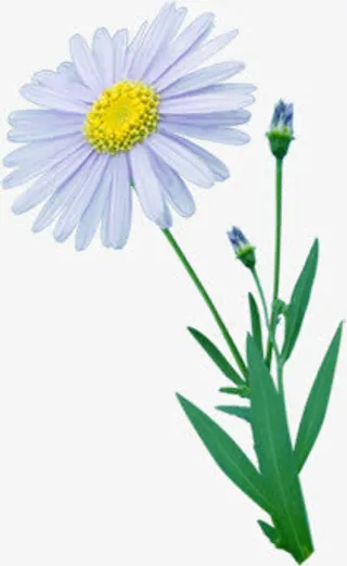 紫色手绘美景花朵春天装饰免抠