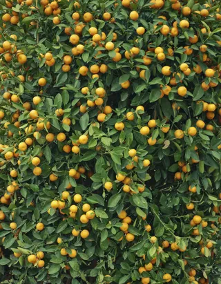 桔子树摄影免抠