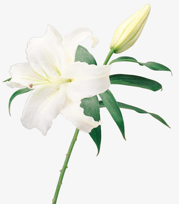 百合花免抠