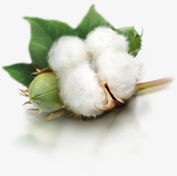 棉花 白色 单独 纯棉免抠
