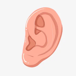 立体耳朵手绘插画免抠