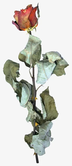枯萎的玫瑰免抠