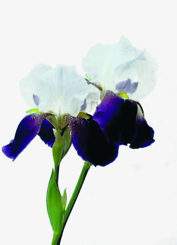 紫色和白色花瓣的鸢尾花免扣素材免抠