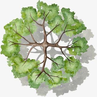 浅绿色树干树木水彩风手绘带投影免抠