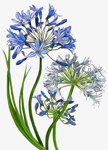 花卉免抠