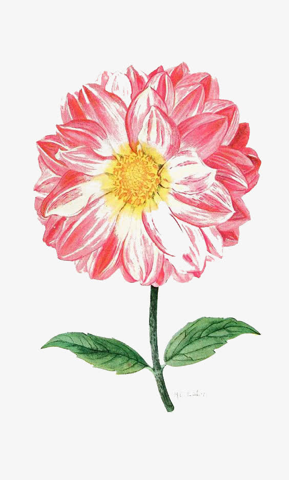 粉色花朵装饰免抠