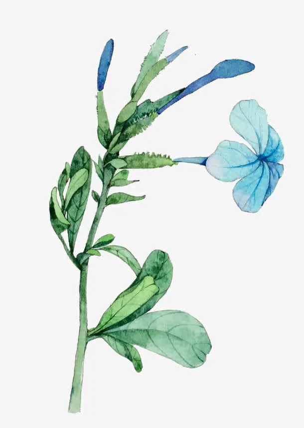 一株植物免抠