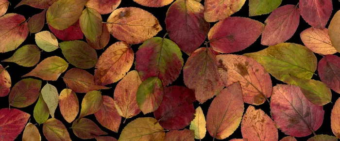 落叶背景高清