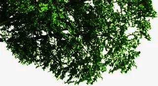 手绘绿色大树枝条美景免抠