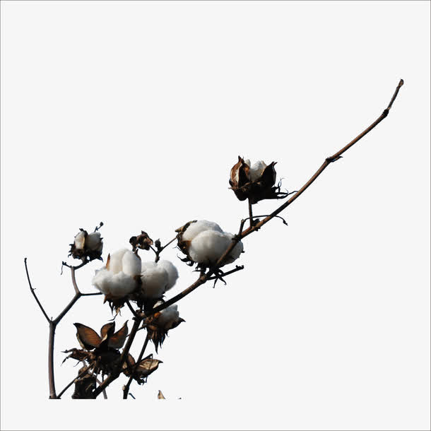 棉花免抠