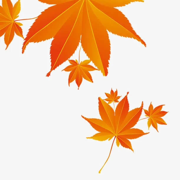 枫叶免抠